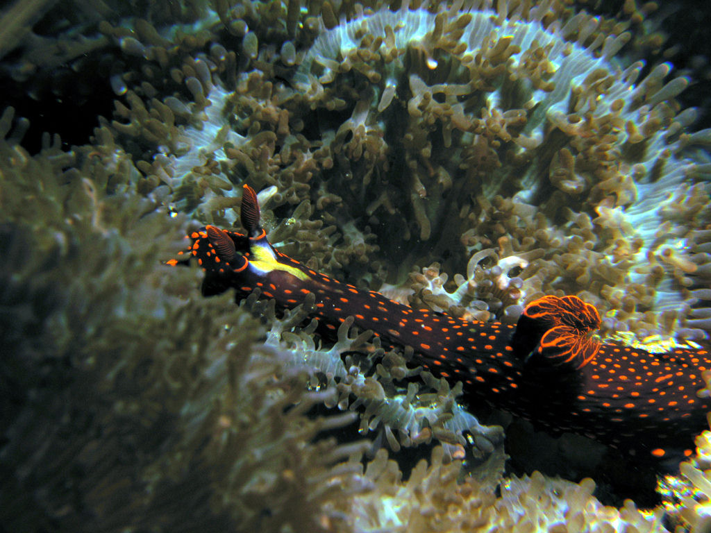 Nembrotha livingstonei